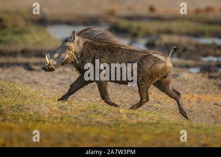 Warthog (Phacochoerus aethiopicus) dopo un bagno di fango, in esecuzione con il tail rialzato, riserva Moremi, Ngamiland, Botswana Foto Stock