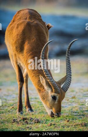 Lechwe rosso (Kobus leche leche), mangiare, riserva Moremi, Ngamiland, Botswana Foto Stock