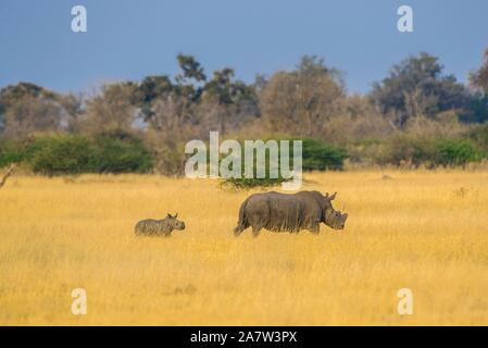 Rinoceronte bianco (Ceratotherium simum), diga con vitello nella boccola di Savannah, riserva Moremi, Ngamiland, Botswana Foto Stock