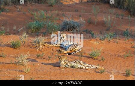 Ghepardi (Acinonyx jubatus), due maschi, in appoggio in corrispondenza di una duna di sabbia, Deserto Kalahari, Kgalagadi Parco transfrontaliero, Sud Africa Foto Stock