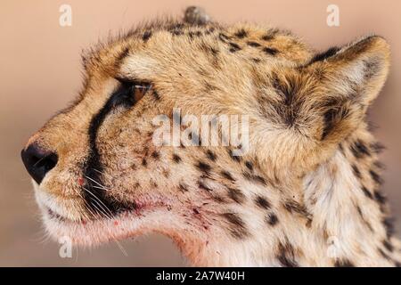 Ghepardo (Acinonyx jubatus), femmina, animale ritratto con bocca bluddy, Deserto Kalahari, Kgalagadi Parco transfrontaliero, Sud Africa Foto Stock