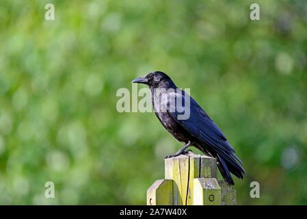 Carrion crow (Corvus corone) seduto su un palo, Nord Reno-Westfalia, Germania Foto Stock