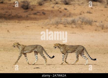 Ghepardi (Acinonyx jubatus), due maschi subadult, il roaming in secco e arido Auob riverbed, Deserto Kalahari, Kgalagadi Parco transfrontaliero, Sud Foto Stock