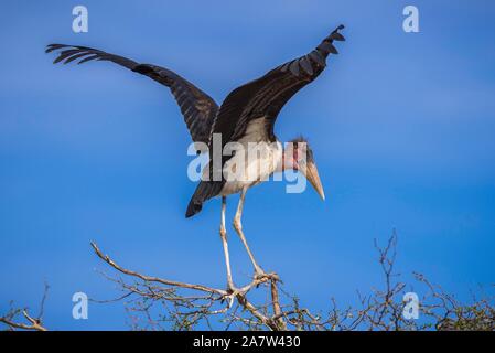 Marabou stork (Leptoptilos crumeniferus) su un albero di Ghanzi, Ngamiland, Botswana Foto Stock