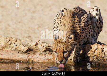 Ghepardo (Acinonyx jubatus), femmina di bere a waterhole, Deserto Kalahari, Kgalagadi Parco transfrontaliero, Sud Africa Foto Stock