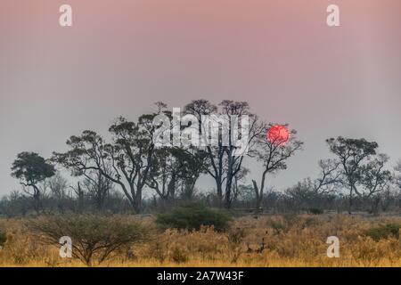 Bush paesaggio con impostazione Sun Red, riserva Moremi, Ngamiland, Botswana Foto Stock