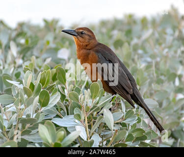 Barca femmina tailed grackle presso la spiaggia in Florida Foto Stock