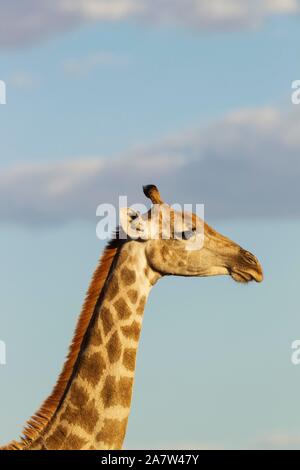 Giraffa meridionale (Giraffa camelopardalis giraffa), femmina, animale ritratto, Deserto Kalahari, Kgalagadi Parco transfrontaliero, Sud Africa Foto Stock