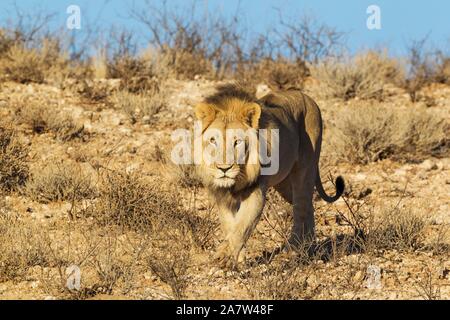 Nero-maned lion (Panthera leo vernayi), scendendo un pendio roccioso, Deserto Kalahari, Kgalagadi Parco transfrontaliero, Sud Africa Foto Stock