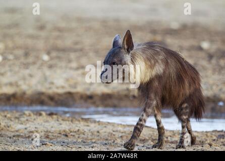 La iena marrone (Hyaena brunnea) a waterhole, Deserto Kalahari, Kgalagadi Parco transfrontaliero, Sud Africa Foto Stock