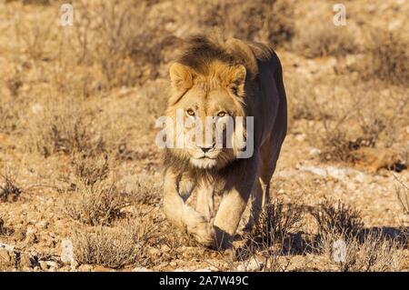 Nero-maned lion (Panthera leo vernayi), scendendo un pendio roccioso, Deserto Kalahari, Kgalagadi Parco transfrontaliero, Sud Africa Foto Stock