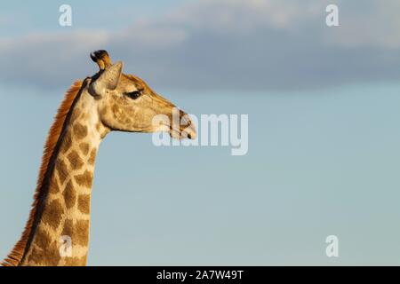 Giraffa meridionale (Giraffa camelopardalis giraffa), femmina, animale ritratto, Deserto Kalahari, Kgalagadi Parco transfrontaliero, Sud Africa Foto Stock