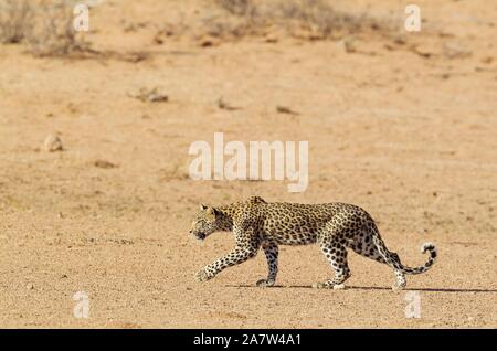 Leopard (Panthera pardus), giovane femmina, stalking, Deserto Kalahari, Kgalagadi Parco transfrontaliero, Sud Africa Foto Stock