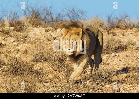 Nero-maned lion (Panthera leo vernayi), scendendo un pendio roccioso, Deserto Kalahari, Kgalagadi Parco transfrontaliero, Sud Africa Foto Stock