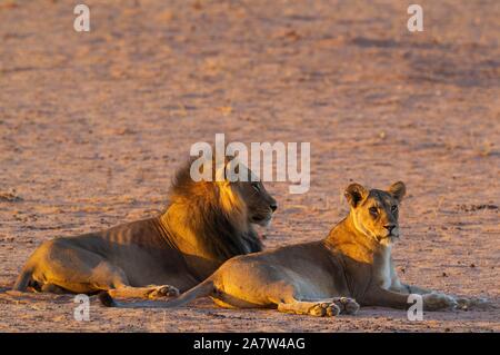 Nero-maned Lions (Panthera leo vernayi), coniugata coppia, riposo, Deserto Kalahari, Kgalagadi Parco transfrontaliero, Sud Africa Foto Stock