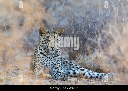 Leopard (Panthera pardus), giovane femmina, appoggiata nella macchia secca, Deserto Kalahari, Kgalagadi Parco transfrontaliero, Sud Africa Foto Stock