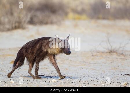 La iena marrone (Hyaena brunnea), a camminare verso un waterhole, Deserto Kalahari, Kgalagadi Parco transfrontaliero, Sud Africa Foto Stock