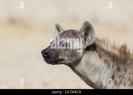 Spotted Hyena (Crocuta crocuta), animale ritratto, Deserto Kalahari, Kgalagadi Parco transfrontaliero, Sud Africa Foto Stock