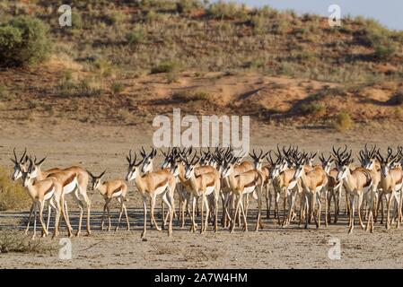 Springboks (Antidorcas marsupialis), allevamento in secco di Nossob riverbed, Deserto Kalahari, Kgalagadi Parco transfrontaliero, Sud Africa Foto Stock