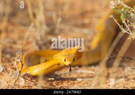 Cape Cobra (Naja nivea), la caccia, Deserto Kalahari, Kgalagadi Parco transfrontaliero, Sud Africa Foto Stock