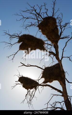 Grande comunale nidi di socievole tessitori (Philetairus socius), in un albero morto, silhouette, Deserto Kalahari, Kgalagadi Parco transfrontaliero, Sud Africa Foto Stock