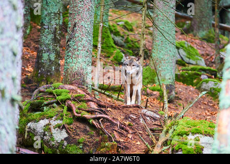 Il lupo (Canis lupus), noto anche come il grigio o lupo grigio in habitat naturali Foto Stock