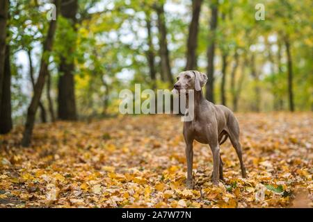 Weimaraner in posa su un prato in foglie di autunno Foto Stock