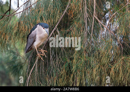 Uccello Dorminhoco ritratto in rami di alberi Foto Stock