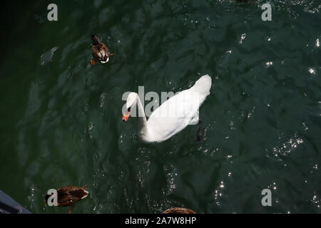 Bellissimo cigno bianco sul lago di Zurigo in Svizzera, vista dall'alto, con anatre sulla giornata di sole close up Foto Stock