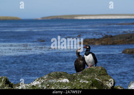 Shag Rock (Phalacrocorax magellanicus) in piedi sulle scogliere di più deprimente isola nelle isole Falkland Foto Stock