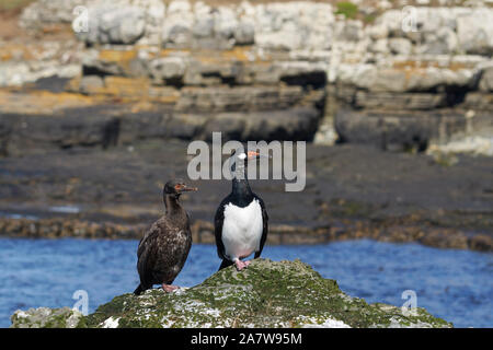 Shag Rock (Phalacrocorax magellanicus) in piedi sulle scogliere di più deprimente isola nelle isole Falkland Foto Stock