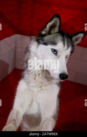 Ritratto di bella abbandonato cane Husky in rifugio per cani, guardando a prescindere dalla telecamera in sala rossa, indoor shot Foto Stock