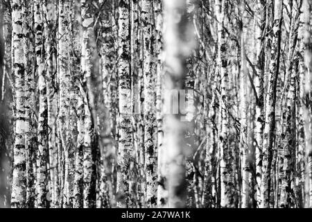 Bosco di betulle, come una sepoltura naturale luogo di sepoltura, Hofgeismar, Weser Uplands, Weserbergland, Hesse, Germania Foto Stock