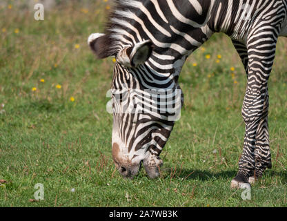 Bella africano Zebra mangiare fresco verde erba. Foto Stock
