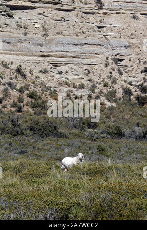 Un Pecore Merino in scrubby canneti della Patagonia. La produzione della lana, industria locale. Foto Stock