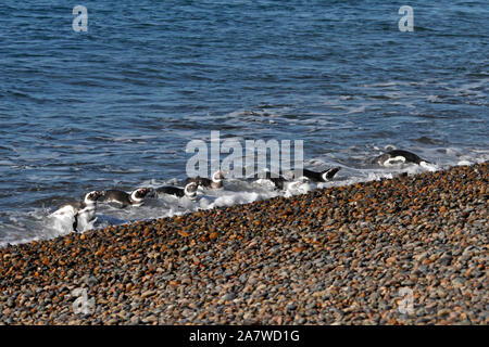 Una linea di i pinguini di magellano camminando su di una spiaggia di ciottoli a El Pedral, nella riserva naturale del Chubut, parte del pinguino globale della società. Foto Stock