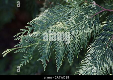 Thuja plicata 'Zebrina' vicino. Foto Stock