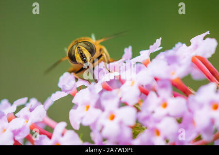Drone fly Eristalis tenax impollinazione zoidiofila su purple buddleja fiori in una giornata di sole Foto Stock