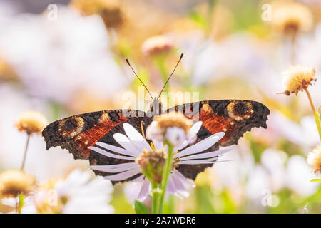 Aglais io, farfalla pavone impollinatori e alimentazione su fiori bianchi in un prato. Foto Stock