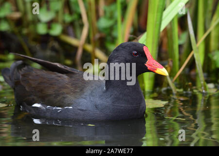 Ritratto di un (moorhen gallinula chloropus) nuotare in acqua Foto Stock