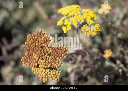 Moonshine Achillea - Achillea x 'Moonshine'. Foto Stock