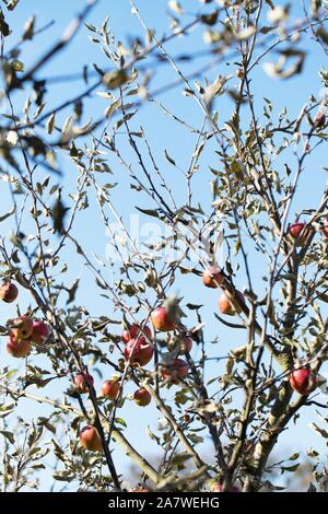 Apple Malus domestica 'Braeburn' albero. Foto Stock