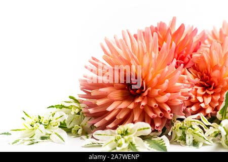 Bellissimo Fiore Dahlia isolati su sfondo bianco Foto Stock