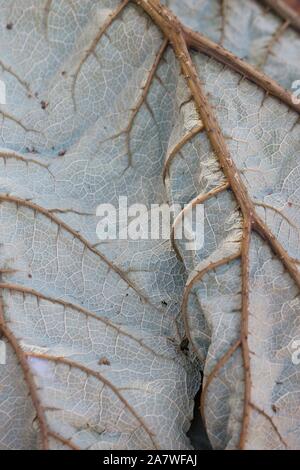 Gunnera tinctoria leaf, secco e morto, vicino. Foto Stock