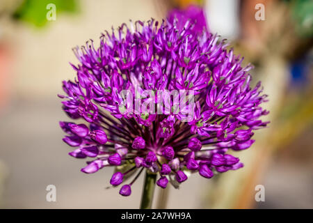 Close up della vibrante viola allium testa di fiori Foto Stock
