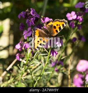 Farfalla nera e gialla su fiori prurito Foto Stock