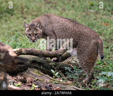 Bobcat vicino a piedi dalla sua tana che mostra il suo corpo, testa, le orecchie, gli occhi, il naso, la bocca e godere del suo ambiente e dintorni. Foto Stock