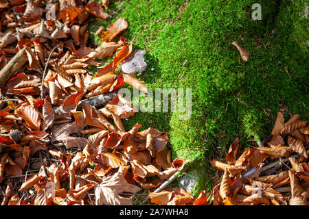 Foglie secche sono sdraiato a terra nella foresta. Un fungo cresce sul muschio verde circondato da foglie secche. Il sole autunnale è illuminante il Foto Stock