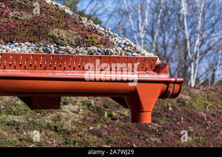 Ampia verde vivere ecologico zolla il tetto coperto di vegetazione prevalentemente sedum sexangulare, noto anche come insapore stonecrop Foto Stock