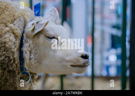 Pecore texel all esposizione degli animali, trade show - close up Foto Stock